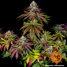 Semillas MIMOSA EVO Barney's Farm