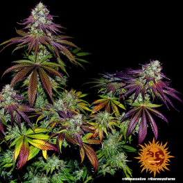 Semillas MIMOSA EVO Barney's Farm