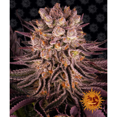Semillas MIMOSA x ORANGE PUNCH Barney's Farm