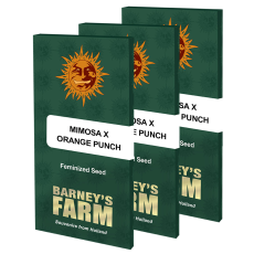 Semillas MIMOSA x ORANGE PUNCH Barney's Farm