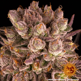 Semillas MIMOSA x ORANGE PUNCH Barney's Farm