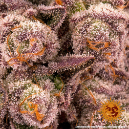 Semillas MIMOSA x ORANGE PUNCH Barney's Farm
