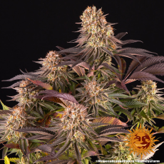 Semillas MIMOSA x ORANGE PUNCH Barney's Farm 2