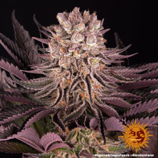 Semillas MIMOSA x ORANGE PUNCH Barney's Farm
