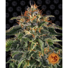 Semillas MOBY DICK Barney's Farm