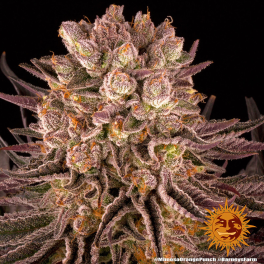 Semillas MIMOSA x ORANGE PUNCH Barney's Farm - Dr.Cogollo Grow Shop