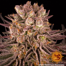 Semillas MIMOSA x ORANGE PUNCH Barney's Farm - Dr.Cogollo Grow Shop