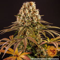 Semillas STRAWBERRY LEMONADE Barney's Farm - Dr.Cogollo Grow Shop