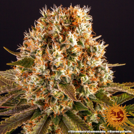 Semillas STRAWBERRY LEMONADE Barney's Farm - Dr.Cogollo Grow Shop