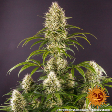 Semillas STRAWBERRY LEMONADE Barney's Farm - Dr.Cogollo Grow Shop