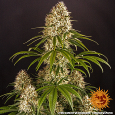 Semillas STRAWBERRY LEMONADE Barney's Farm - Dr.Cogollo Grow Shop
