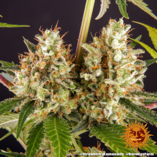 Semillas STRAWBERRY LEMONADE Barney's Farm - Dr.Cogollo Grow Shop