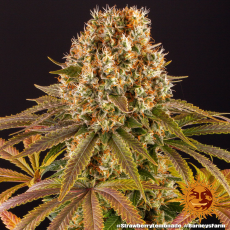 Semillas STRAWBERRY LEMONADE Barney's Farm - Dr.Cogollo Grow Shop