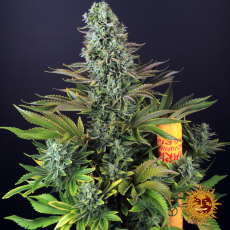 Semillas TROPICANNA BANANA Barney's Farm - Dr.Cogollo Grow Shop