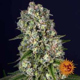 Semillas TROPICANNA BANANA Barney's Farm - Dr.Cogollo Grow Shop