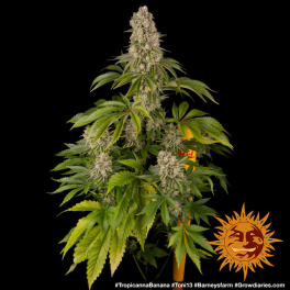 Semillas TROPICANNA BANANA Barney's Farm - Dr.Cogollo Grow Shop