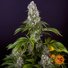 Semillas TROPICANNA BANANA Barney's Farm - Dr.Cogollo Grow Shop