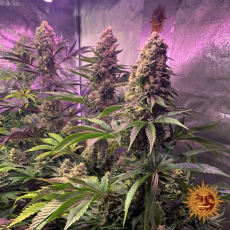 Semillas TROPICANNA BANANA Barney's Farm - Dr.Cogollo Grow Shop