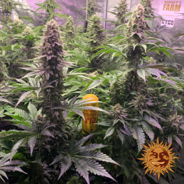 Semillas TROPICANNA BANANA Barney's Farm - Dr.Cogollo Grow Shop