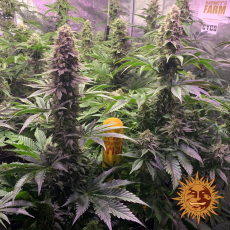 Semillas TROPICANNA BANANA Barney's Farm - Dr.Cogollo Grow Shop