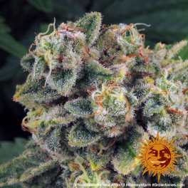 Semillas TROPICANNA BANANA Barney's Farm - Dr.Cogollo Grow Shop