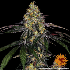 Semillas WATERMELON ZKITTLEZ Barney's Farm - Dr.Cogollo Grow Shop