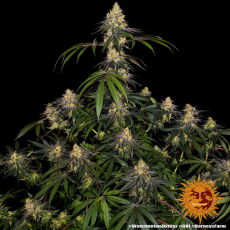 Semillas WATERMELON ZKITTLEZ Barney's Farm - Dr.Cogollo Grow Shop