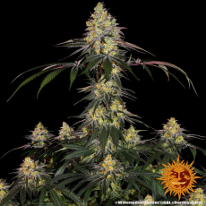 Semillas WATERMELON ZKITTLEZ Barney's Farm - Dr.Cogollo Grow Shop