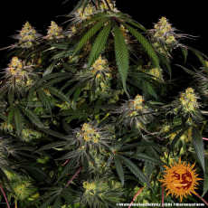 Semillas WATERMELON ZKITTLEZ Barney's Farm - Dr.Cogollo Grow Shop
