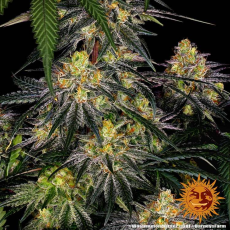 Semillas WATERMELON ZKITTLEZ Barney's Farm - Dr.Cogollo Grow Shop