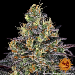 Semillas WATERMELON ZKITTLEZ Barney's Farm - Dr.Cogollo Grow Shop