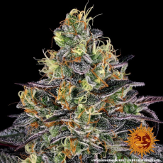 Semillas WATERMELON ZKITTLEZ Barney's Farm - Dr.Cogollo Grow Shop