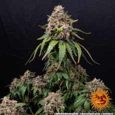 Semillas WHITE WIDOW XXL Barney's Farm - Dr.Cogollo Grow Shop