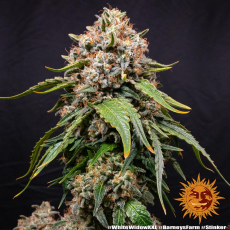 Semillas WHITE WIDOW XXL Barney's Farm - Dr.Cogollo Grow Shop