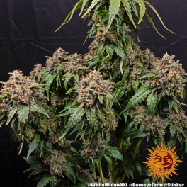 Semillas WHITE WIDOW XXL Barney's Farm - Dr.Cogollo Grow Shop