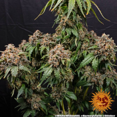 Semillas WHITE WIDOW XXL Barney's Farm - Dr.Cogollo Grow Shop