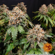 Semillas WHITE WIDOW XXL Barney's Farm - Dr.Cogollo Grow Shop