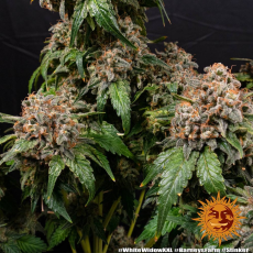 Semillas WHITE WIDOW XXL Barney's Farm - Dr.Cogollo Grow Shop