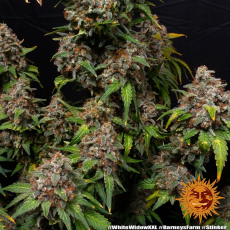 Semillas WHITE WIDOW XXL Barney's Farm - Dr.Cogollo Grow Shop