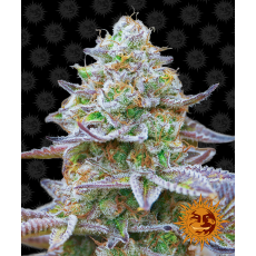 Semillas GORILLA ZKITTLEZ Barney's Farm - Dr.Cogollo Grow Shop