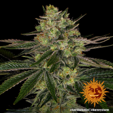 Semillas GORILLA ZKITTLEZ Barney's Farm - Dr.Cogollo Grow Shop