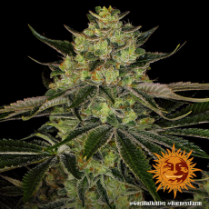 Semillas GORILLA ZKITTLEZ Barney's Farm - Dr.Cogollo Grow Shop