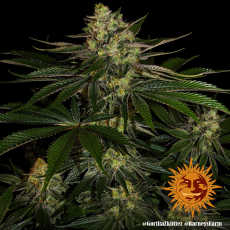 Semillas GORILLA ZKITTLEZ Barney's Farm - Dr.Cogollo Grow Shop