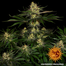 Semillas GORILLA ZKITTLEZ Barney's Farm - Dr.Cogollo Grow Shop