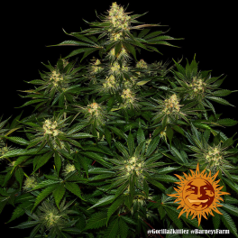 Semillas GORILLA ZKITTLEZ Barney's Farm - Dr.Cogollo Grow Shop