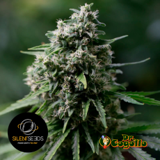 Semillas CRITICAL + 2.0 Silent Seeds - Dr. Cogollo