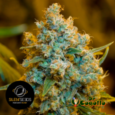 Semillas CRITICAL JACK Silent Seeds - Dr. Cogollo