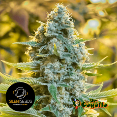 Semillas MOBY DICK Silent Seeds - Dr. Cogollo