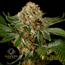 Semillas OG KUSH Silent Seeds - Dr. Cogollo