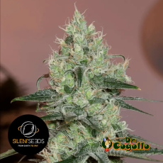 Semillas ORIGINAL AMNESIA Silent Seeds - Dr. Cogollo